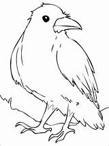 Ravens Coloring Pages  Free Printable For Kids sketch template