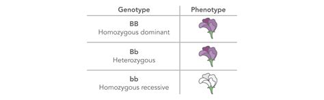 Allele vs Genotype vs Haplotype and More | IDT