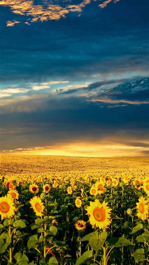 Nature Splendid Vast Sunflower Field iPhone 8 Wallpapers Free Download