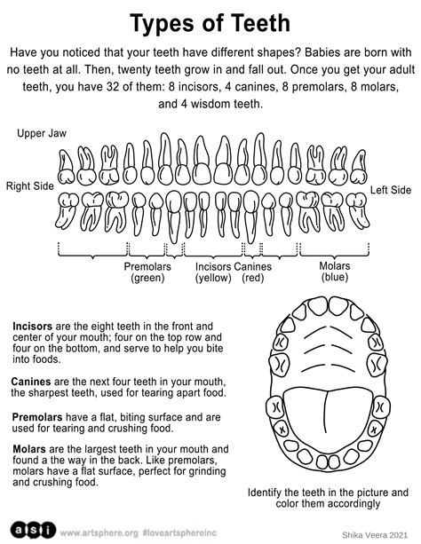 Teeth Handout | Art Sphere Inc.