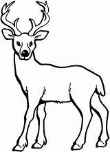 Realistic Deer coloring Pages  BestAppsForKidscom sketch template