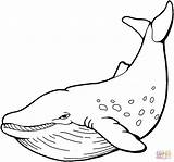 60  Whale Coloring Pages Free Printable PDF JPG PNG & Online sketch template