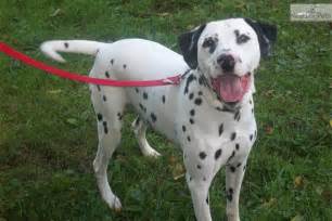 Lil Blue Eye (miniature Dal) | Dalmatian puppy for sale near Pittsburgh ...