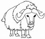Cute Ox Coloring Page sketch template