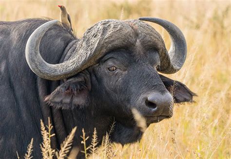 African Buffalo | The Animal Facts | Appearance, Habitat, Diet, Behavior