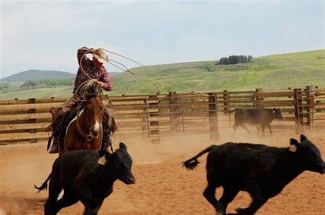 WESTERN COLORADO – WORKING CATTLE RANCH | madderlake designs | Cattle ranching, Ranch life ...