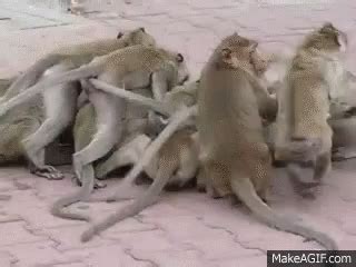 Monkey Monkey Fight GIF - Monkey Monkey Fight Fight - Descubrir y compartir GIFs