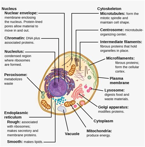 This Illustration Shows A Typical Eukaryotic Animal - Structure Of A Typical Eukaryotic Cell ...