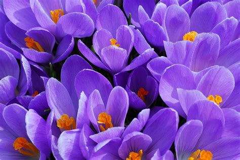 320 Best Spring Flowers ideas | flowers, beautiful flowers, flower ... - Worksheets Library