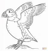 Puffin Coloring Pages Sketch Coloring Page sketch template