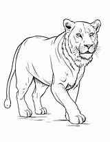 25 Lion Coloring Pages Printable Free Sheets sketch template