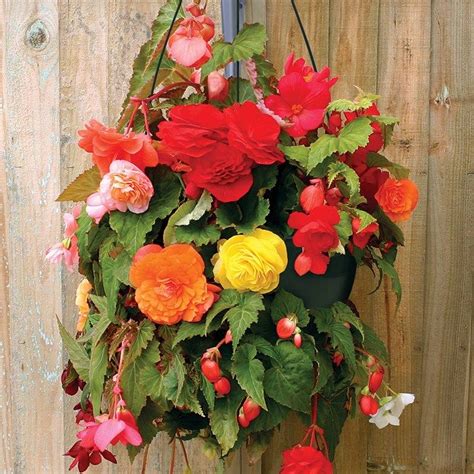 Begonia Sparkle 2 Pre-Planted Hanging Baskets | Hanging baskets, Begonia, House plants