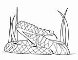 Rattlesnakes coloring pages Download And Print For Free sketch template