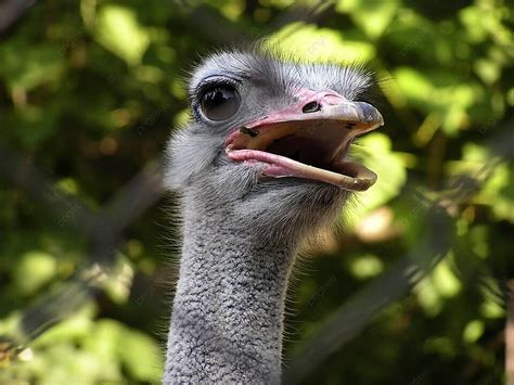 Ostrich Flightless Farm Close Up Photo Background And Picture For Free Download - Pngtree