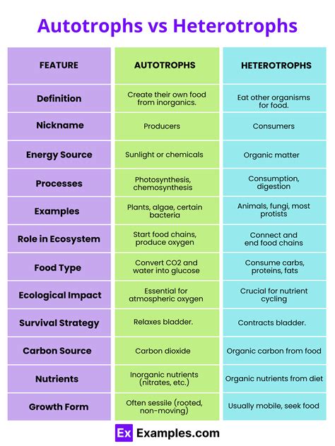 Understanding the Basics: Autotrophs vs. Heterotrophs Explained