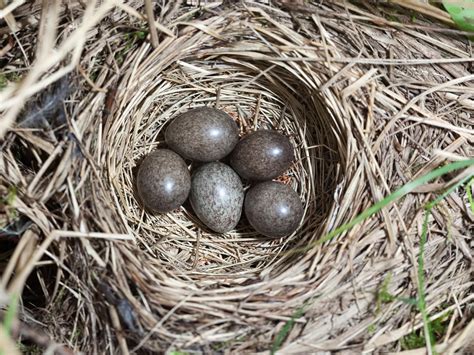 Tree Pipit Bird Facts (Anthus trivialis) | Birdfact