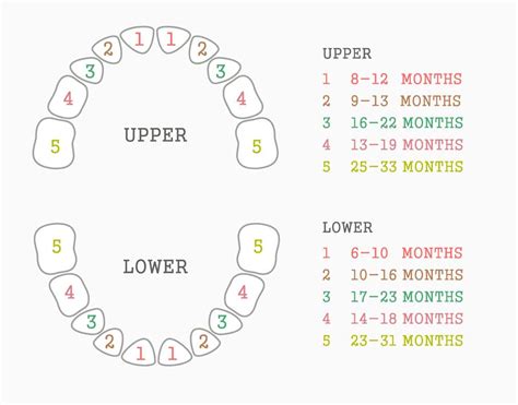 5 Things to Know About Baby Teeth - Pediatric Dentistry Orange Park Dr. Beth Kailes