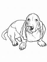 Basset Hound coloring Pages sketch template