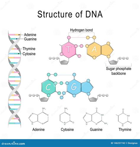 Dna Hydrogen Bonds : Hydrogen bonds have about a tenth of the strength ...