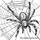 Spider Coloring Pages  Free & Printable sketch template