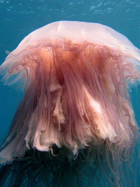 Lion's Mane Jellyfish | Lion's mane jellyfish, Beautiful sea creatures, Deep sea creatures