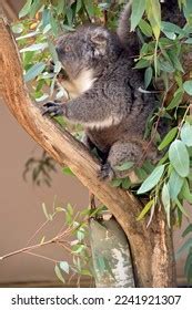 Koala Eating Eucalyptus Leaves Tree They Stock Photo 2241921307 | Shutterstock