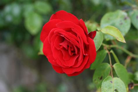 File:Red Rosa damascena ورد جوري.JPG - Wikimedia Commons