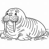 Walrus Coloring Pages 24  Gem sketch template