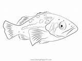 Kelp Bass Coloring Page For Kids  Free Basses Printable Pages sketch template