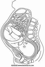 Uterus Coloring Pages sketch template