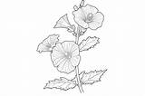 Hollyhock Adults Coloring Page Graphic By Forhadx5 · Creative Fabrica sketch template