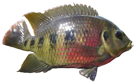 Tilapia Fish: Characteristics, types, breeding and more....