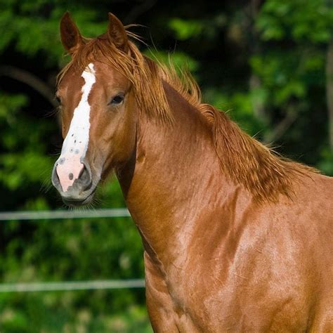 Pin on Horse Colors - Sorrel / Chestnut Horses