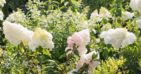 Hydrangea Paniculata: Learn Growing and Care of PeeGee Hydrangea