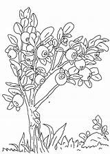Blueberries coloring pages To Download And Print For Free sketch template
