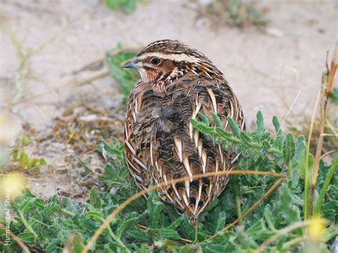 Common Quail | KuwaitBirds.org