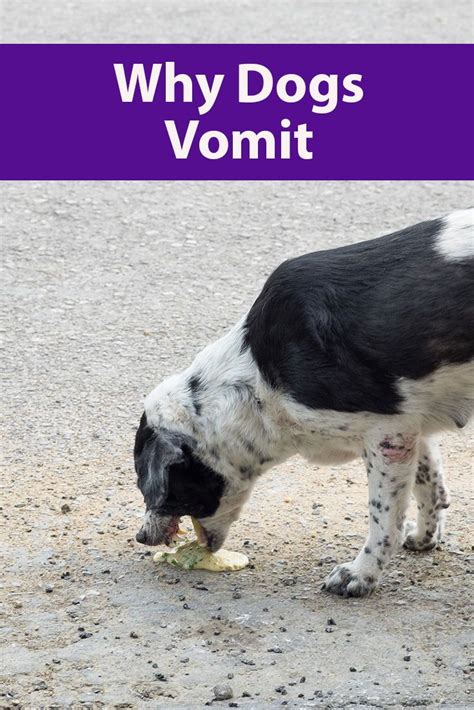 Why Dogs Vomit | Dog upset stomach, Dog upset stomach remedies, Dogs