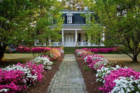 Exploring The Birthplace of Sweet Tea - Flower Magazine