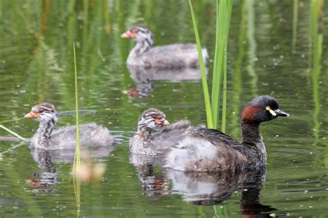 Australasian Grebe [Bushpea 15/24] Large