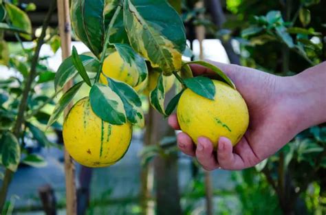 Eureka Pink Lemon Tree Plant Care & Growing Guide