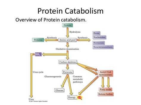 Beta oxidation & protein catabolism