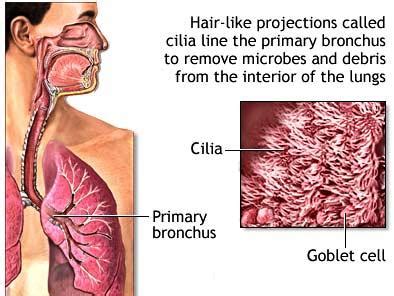 Difference between Cilia and Microvilli (Cilia vs Microvilli)