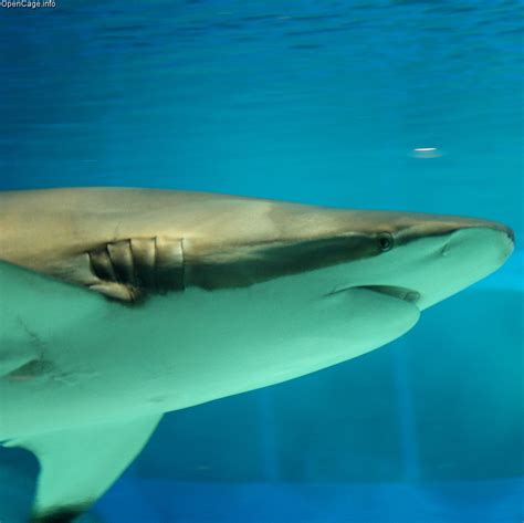 Copper Shark | Carcharhinus brachyurus | Shark Database