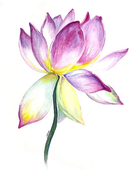 Lotus Flower Watercolor Painting