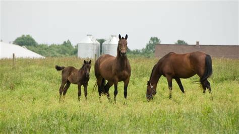 Morgan Horse Breed: Facts, Colors, Origins, And Temperament