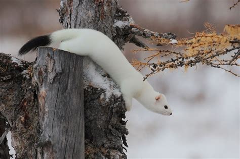 Nature Notes: Weasel Confusion - Harpswell Heritage Land Trust