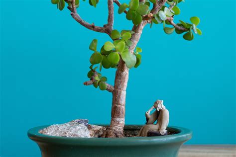 How to grow jade bonsai: from cutting to tree - gardenstead