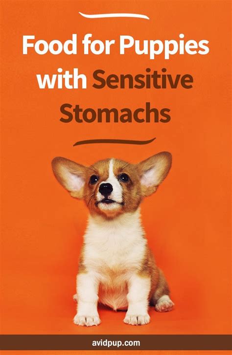 Best Food for Puppies with Sensitive Stomachs (limited ingredient options) | Puppy food, Most ...