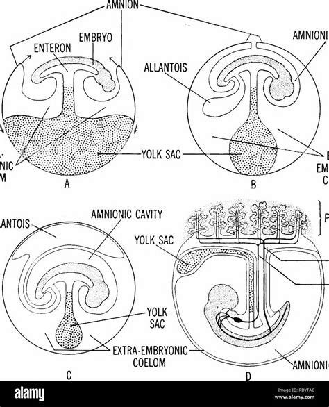 Extra embryonic coelom hi-res stock photography and images - Alamy