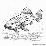 Brook Trout Coloring Pages  Free & Printable sketch template